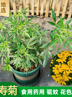 芳香万寿菊阳台驱蚊虫药食两用