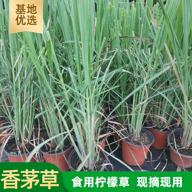 新鲜香茅草苗柠檬草种苗香茅草盆栽柠檬草盆栽泰国冬阴功香茅苗
