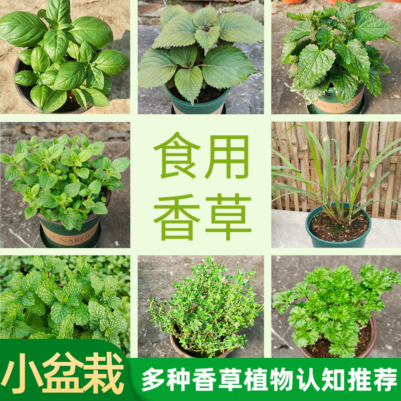 幼儿园植物小盆栽罗勒紫苏薄荷迷迭香可食用香草趣味中草药盆栽
