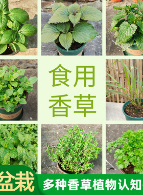 可食用趣味香草幼儿园中草药发票