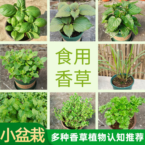可食用趣味香草幼儿园中草药发票