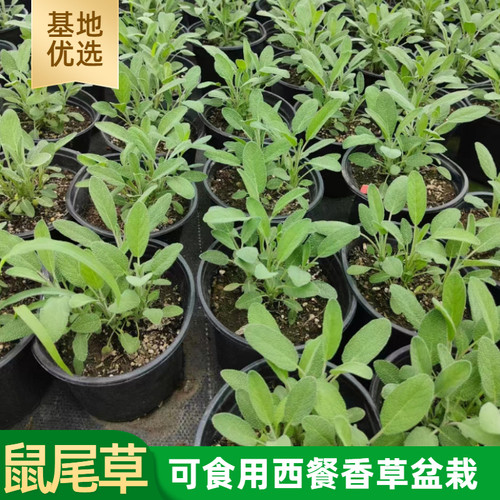 鼠尾草阳台西餐香草苏州