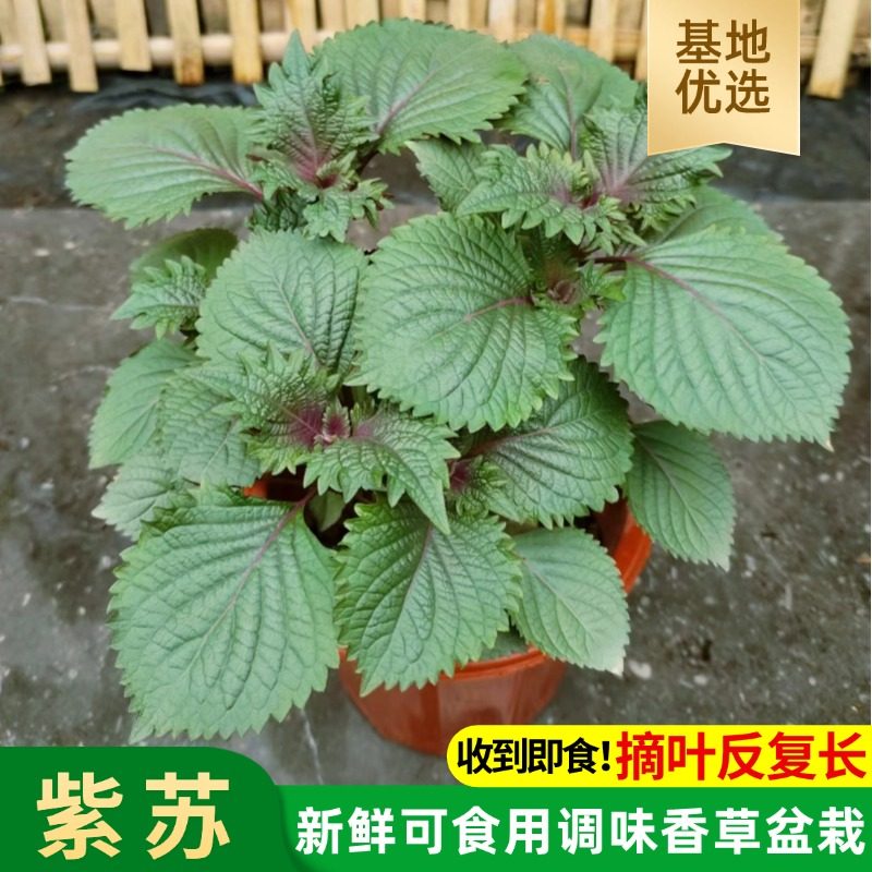 可食用新鲜紫苏盆栽紫苏叶苗苏子叶西餐料理香草香料植物庭院阳台