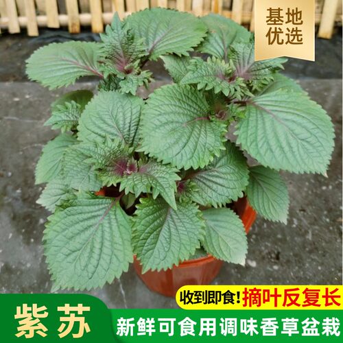 可食用新鲜紫苏盆栽紫苏叶苗苏子叶西餐料理香草香料植物庭院阳台