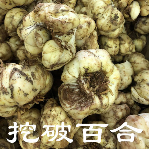 2026年宜兴新鲜小百合挖破百合介意慎拍食用散装非兰州龙山百合