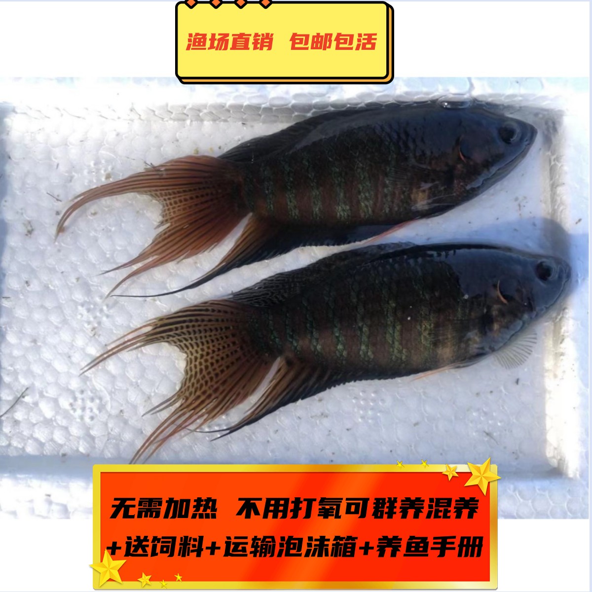 中国斗鱼活体活鱼冷水淡水观赏鱼好养耐养原生菩萨鱼可繁殖鱼苗