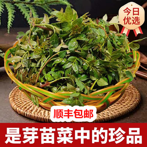 顺丰包邮花椒芽叶现摘现发