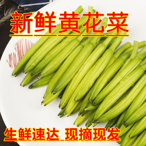 新鲜黄花菜5斤现摘时令蔬菜农家特产应季金针菜当季野菜黄花菜