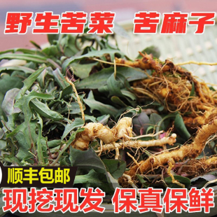 叶子少根生吃蘸酱 苦麻子小叶苦菜苦冬季 2026年现挖苦菜 野生