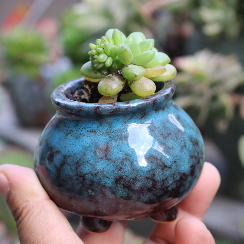 透气桌面迷你小盆精养控型拇指盆