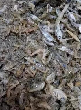 鱼粉鱼骨粉高钙宠物仓鼠猫狗粮鸟鸡鸭鹅猪家禽饲料补钙鱼渣500克