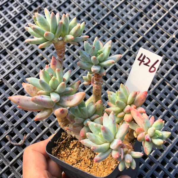 一物一拍 老桩蓝黛莲 多头群生多肉植物 阳台美观绿植花卉盆栽