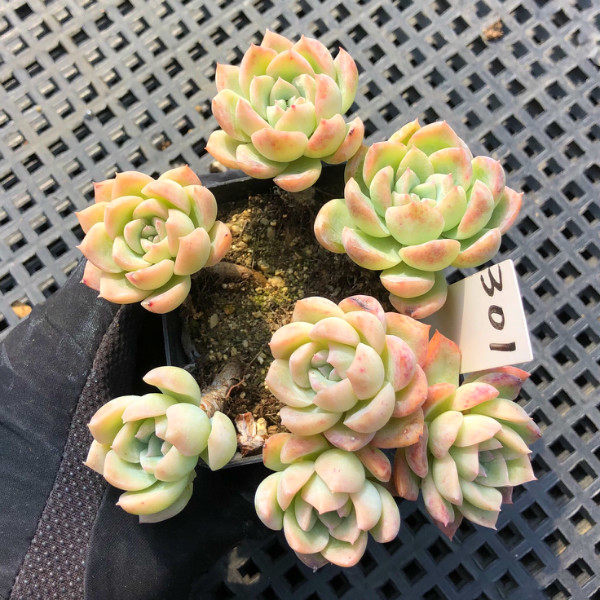 一物一拍 莎莎女王 多肉植物 好养花卉绿植 群生可爱肉肉