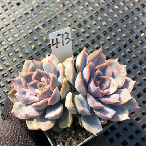 阳台容易美观多肉植物一物一拍