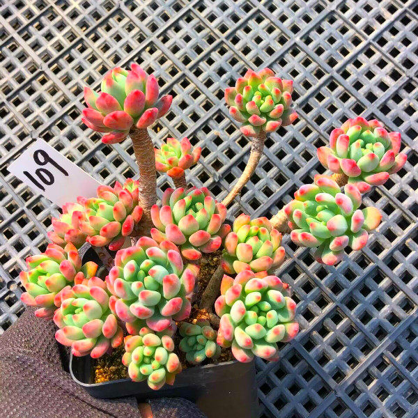 一物一拍 老桩蓝苹果 多肉植物 多头群生大棚直销 阳台绿植花卉盆