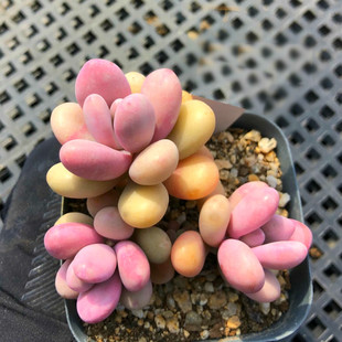 一物一拍 桃蛋桃之卵 天使之泪 艾伦厚叶类多肉植物 新手可爱肉肉