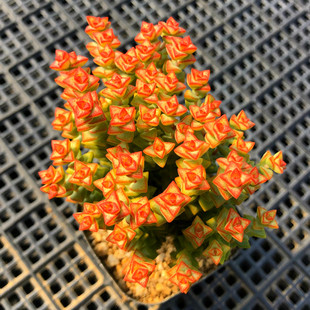 【小米星】20头群生 可爱多肉植物 和钱串相像 大棚直销