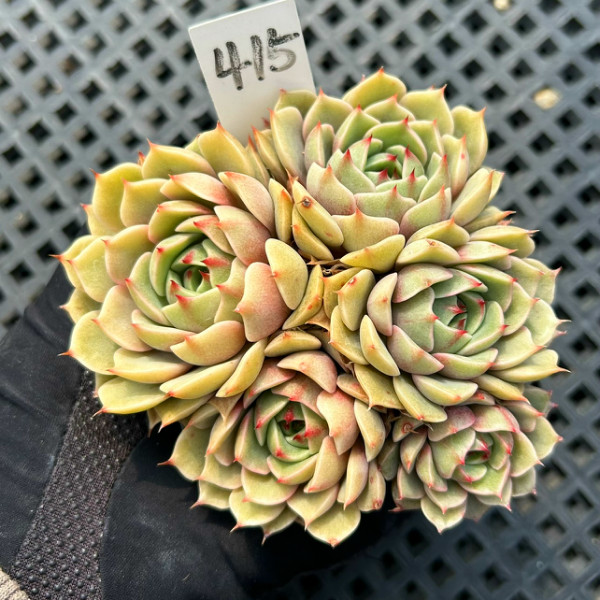 一物一拍 苯巴蒂斯小群生多肉植物 阳台绿植花卉盆栽 大棚直销