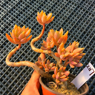 一物一拍 布丁多肉 铭月 老桩妖桩悬崖桩绿植花卉防辐射可爱肉肉