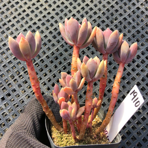 办公室内简单紫秋多肉植物