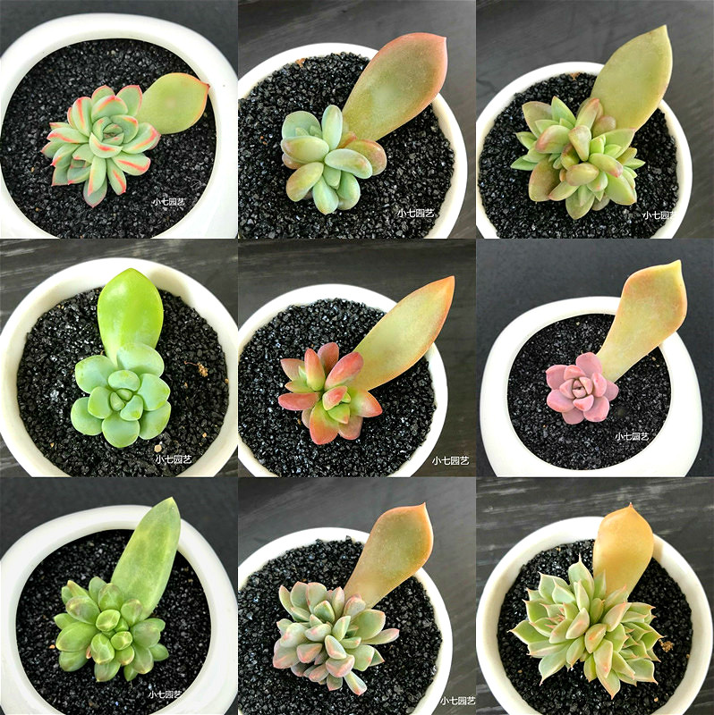多种叶插苗自选 多肉植物 桃蛋晚霞之舞朱砂痣叶插苗
