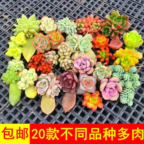 包邮~20个品种多肉植物组合套餐 办公室内叶插苗迷你绿植花卉盆栽