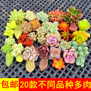 包邮~20个品种多肉植物组合套餐 办公室内叶插苗迷你绿植花卉盆栽