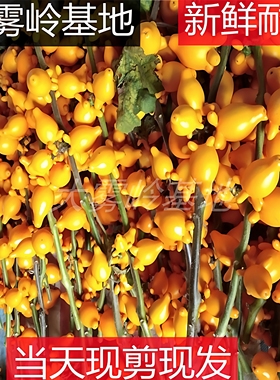 正宗黄金果鲜花五代果新鲜五代同堂枝条装饰摆件年花装饰鲜切花材