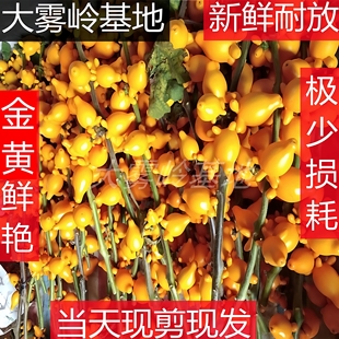 正宗黄金果鲜花五代果新鲜五代同堂枝条装饰摆件年花装饰鲜切花材