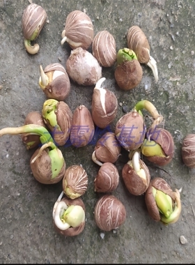 新鲜发财树种子出芽胚现摘现发成活率高绿植盆栽种植招财树大果子