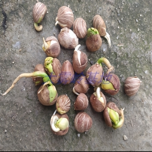 新鲜发财树种子出芽胚现摘现发成活率高绿植盆栽种植招财树大果子