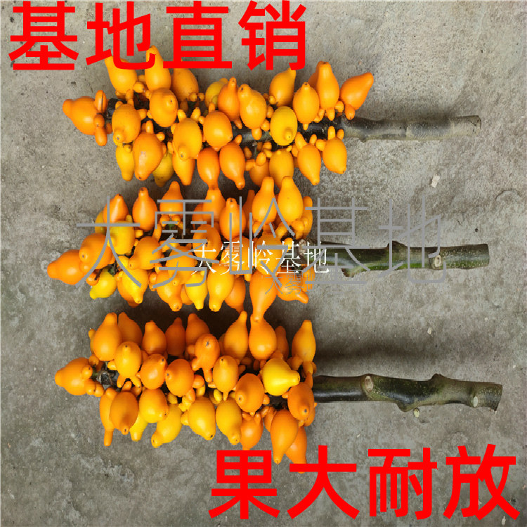 很密果观赏性强黄金果枝条大雾岭