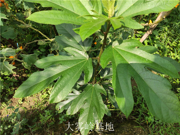 野生五指毛桃根新鲜粗叶榕农村五爪龙叶子五指牛奶药用中药乡下