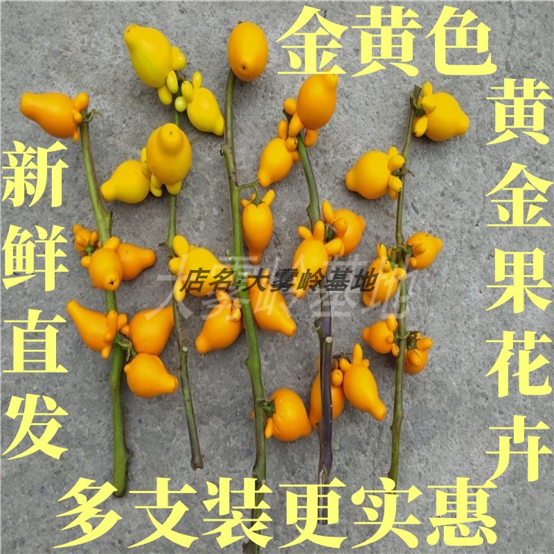 黄金果五代同堂多支装摆放干放趣味办公桌直销礼品节茶楼酒店公司