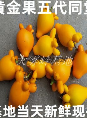 纯天然药用产地当天新鲜现摘发货