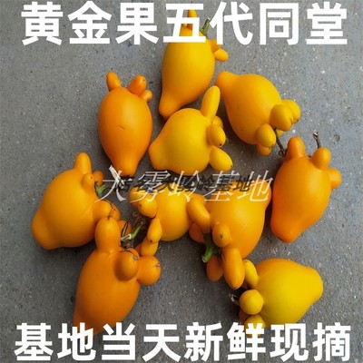 纯天然药用产地当天新鲜现摘发货