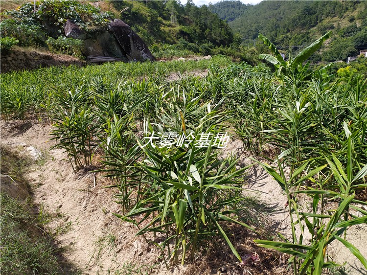 高山村生姜纯天然土质农村农民种