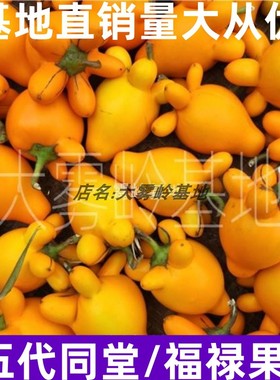 新鲜五代同堂黄金果植物花艺五角果五奶茄五指茄五子登科装饰鲜艳