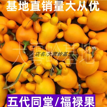新鲜五代同堂黄金果植物花艺五角果五奶茄五指茄五子登科装饰鲜艳