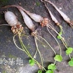 水晶萝卜紫花酢浆草果实小人参果地下结果甜脆味道新鲜现挖三叶酸