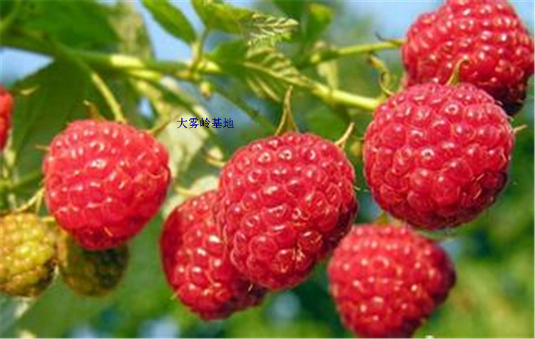 新鲜覆盆子现摘山抛子农村三月泡野果牛奶泡撒秧泡天然山抛儿水果