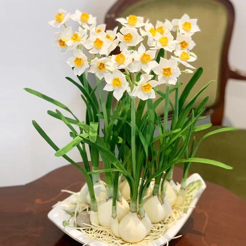 大球水仙花种球漳州水培冬季水养种子植物室内春冬开花香四季好养