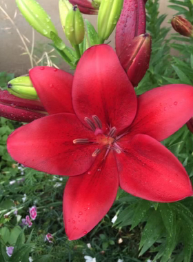 进口百合种球绿植盆栽香水花卉耐热耐寒室内蓝色百合花紫色四季
