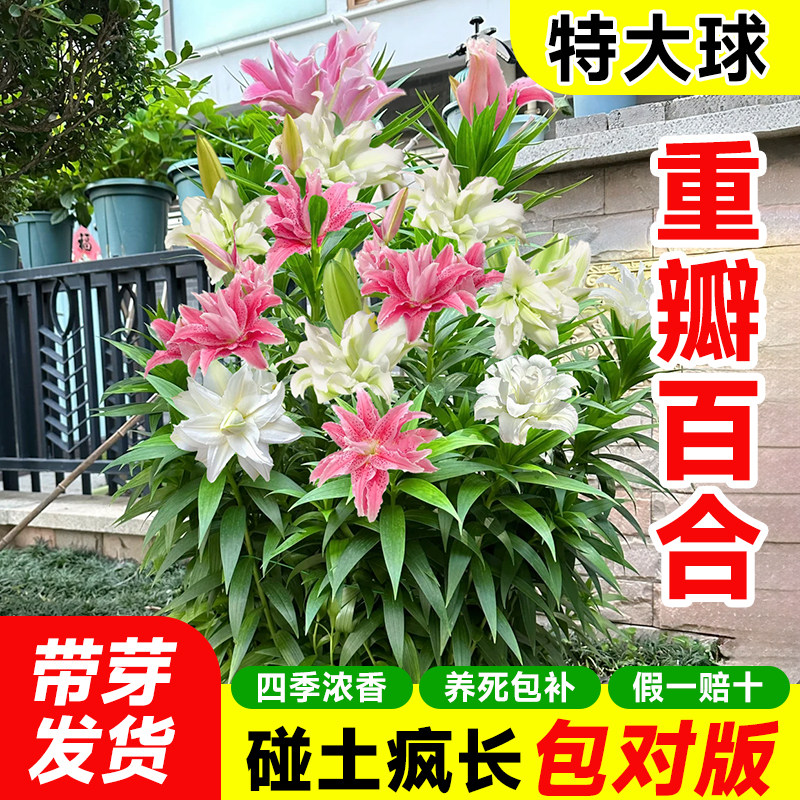 香水百合种球黄天霸特大百合种植苗盆栽花卉绿植耐寒好养四季开花
