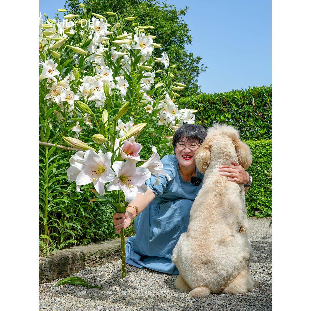 海蒂的花园秋百合种球重瓣进口球根香水庭院盆栽切花阳台植物海妈