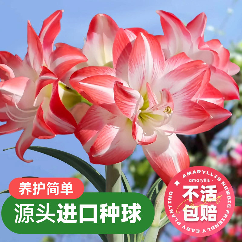 花孔雀朱顶红秘鲁进口重瓣种球花种子庭院盆栽园艺土培花卉