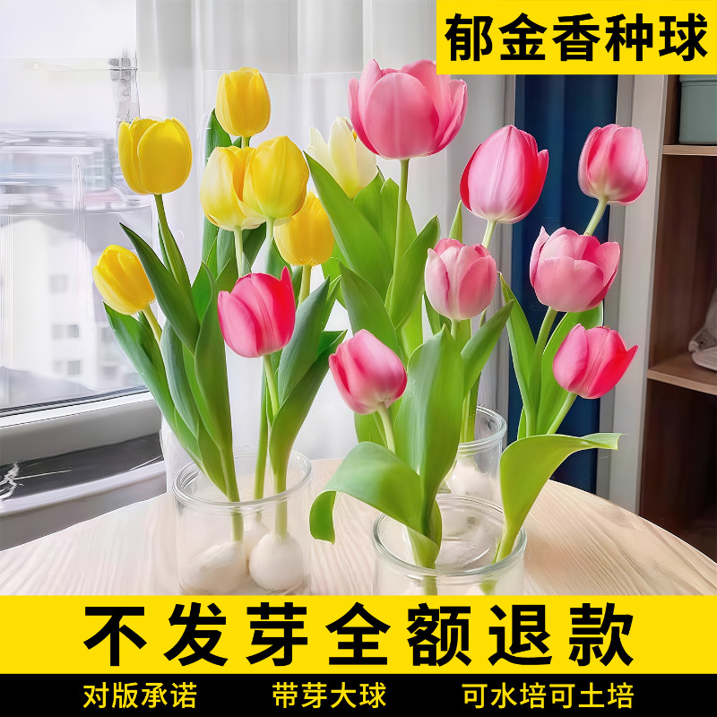 进口室内水培花卉盆栽郁净香好养种子成品郁金香水仙种球植物花苗