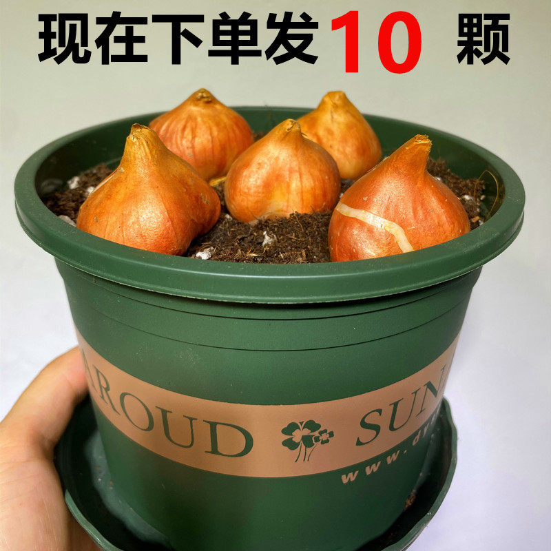十颗进口四季郁金香球土培水培种子大种球秋冬耐寒花卉盆栽