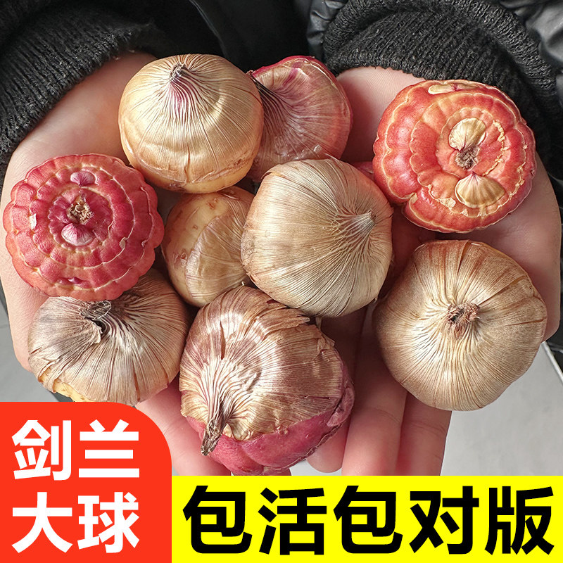 剑兰种球多年花卉盆栽十三太保唐菖蒲四季室外庭院易种植物球根