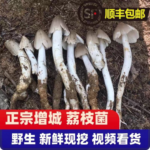 顺丰包邮广东增城荔枝菌野生新鲜荔枝菇食用菌磨菇五月菇鸡枞菌肉